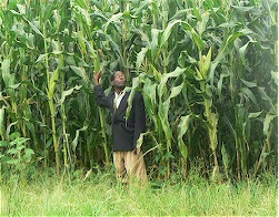 Mr. McKnight Nsadzu-Field Manager stands by maize cultivated by v-tractor
